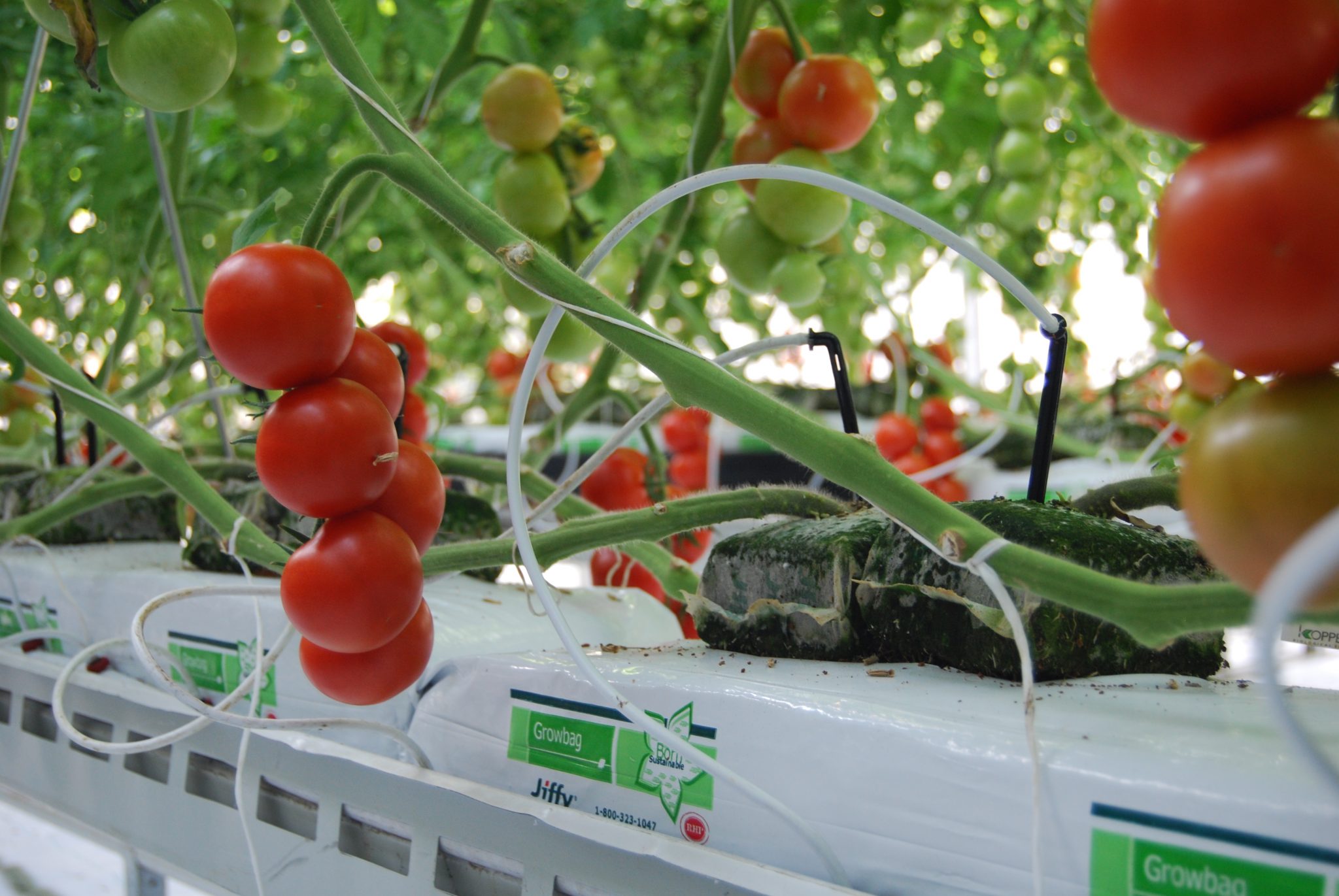 Jiffy growbag promotion