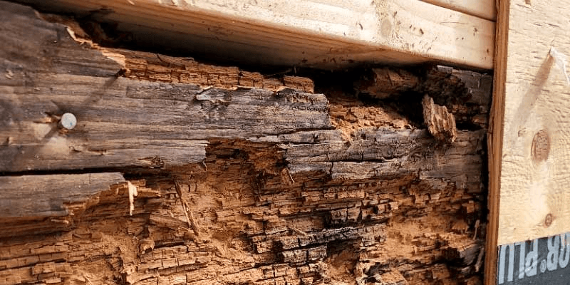 Should I Repair or Replace Dry Rot?