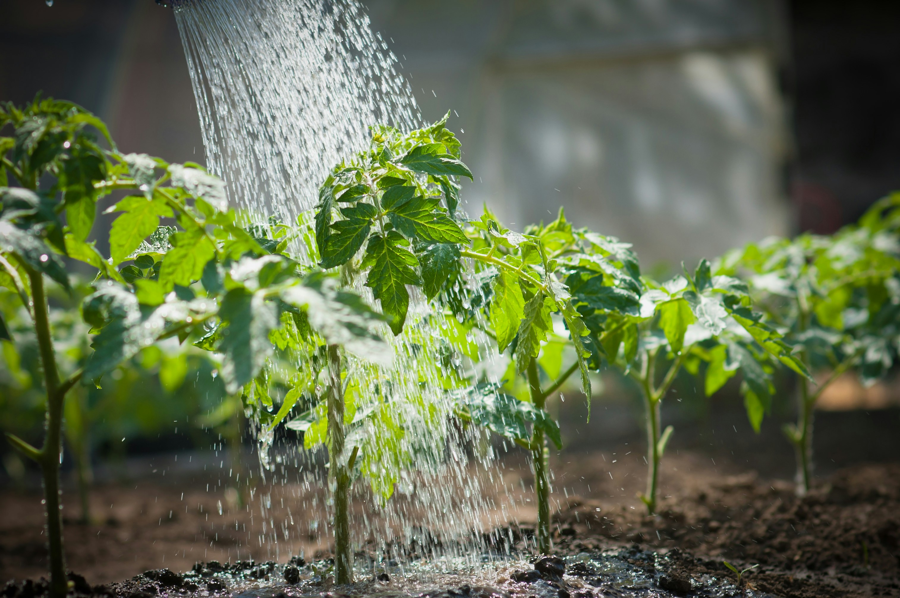 Watering Plants