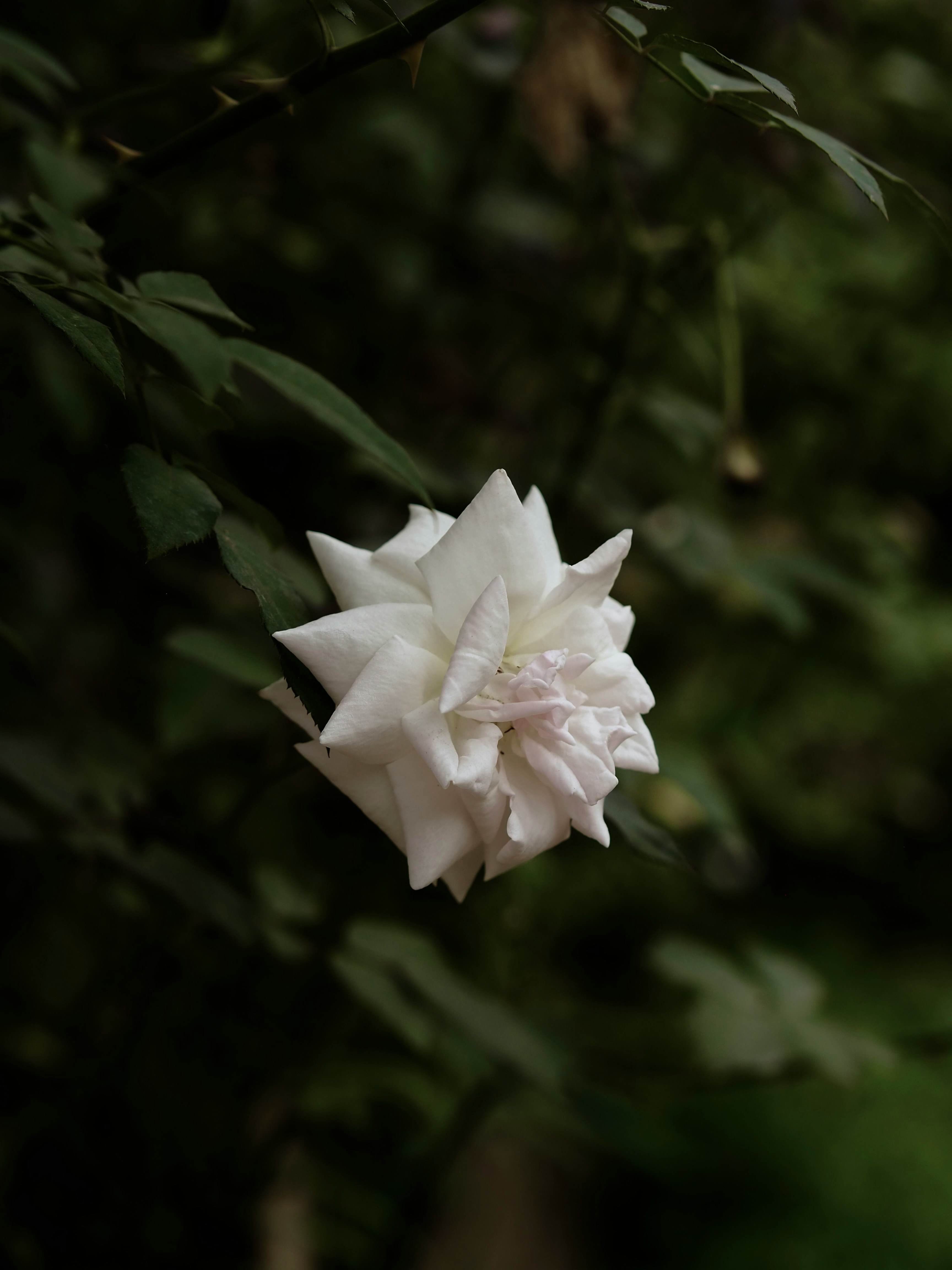 A white flower with green leaves in the background