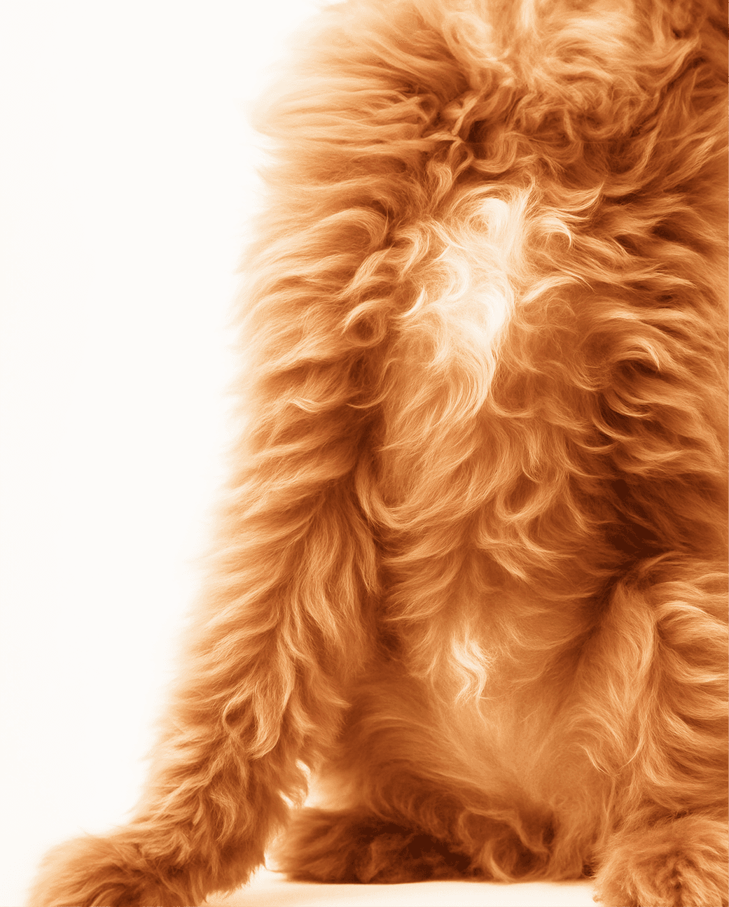 Close-up of a small dog’s fur and body against a plain background, showing texture and detail