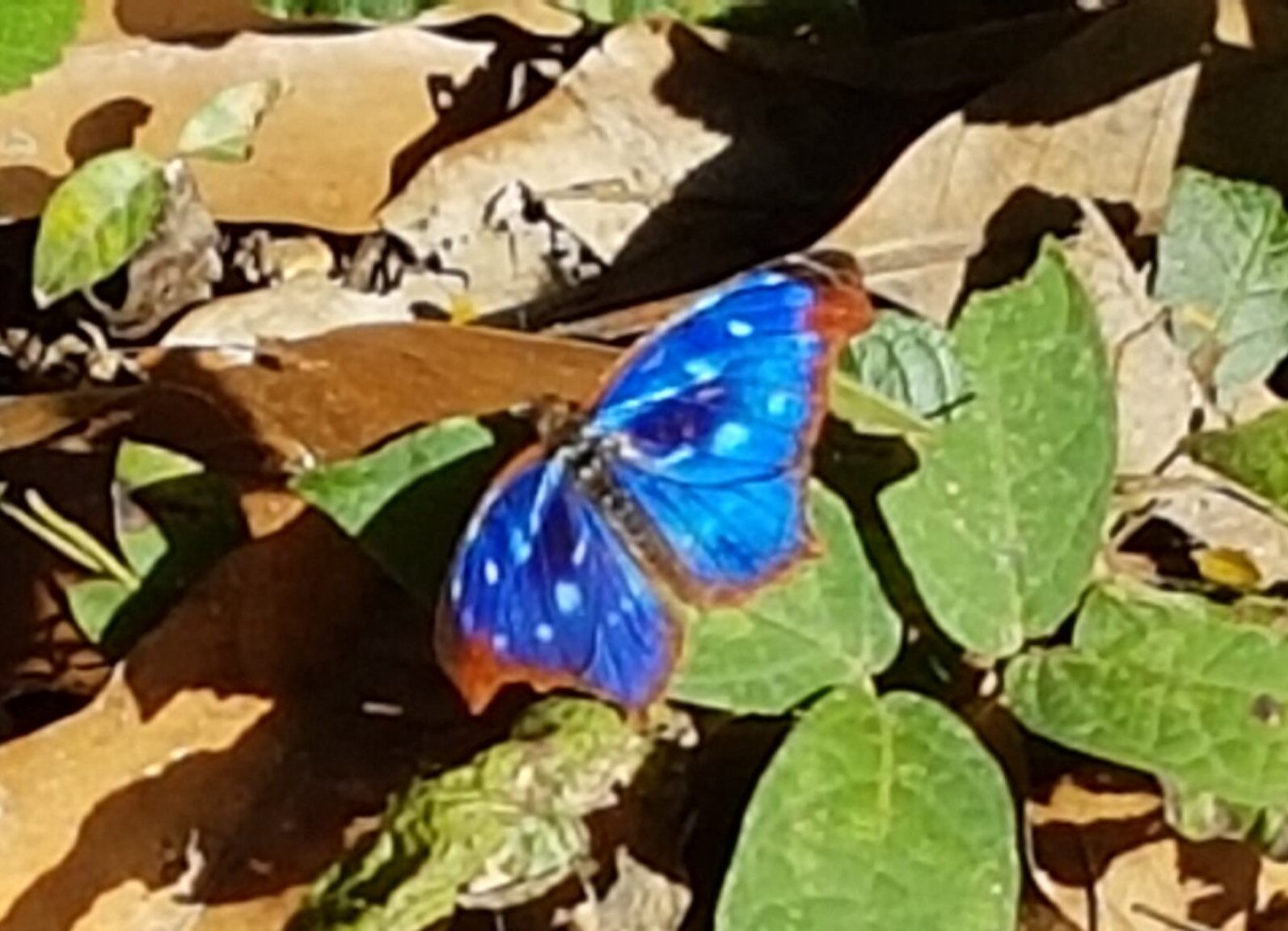 Borboleta de asas azuis com pintas brancas pousada sobre folhas secas e verdes