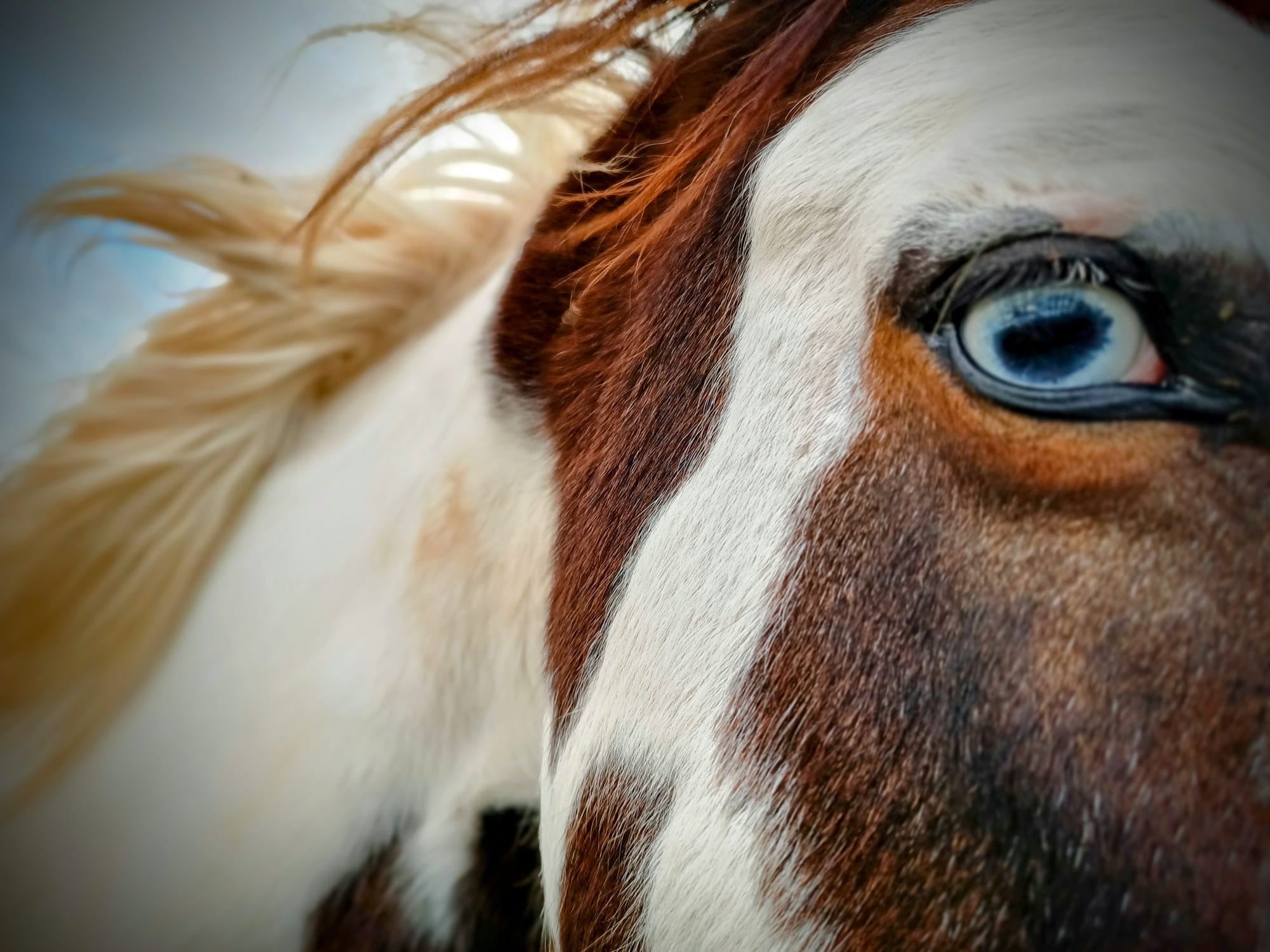 Détail de la tête d'un cheval calme, symbole de l'approche douce et bienveillante enseignée lors de nos cours et stages dans l'Hérault.