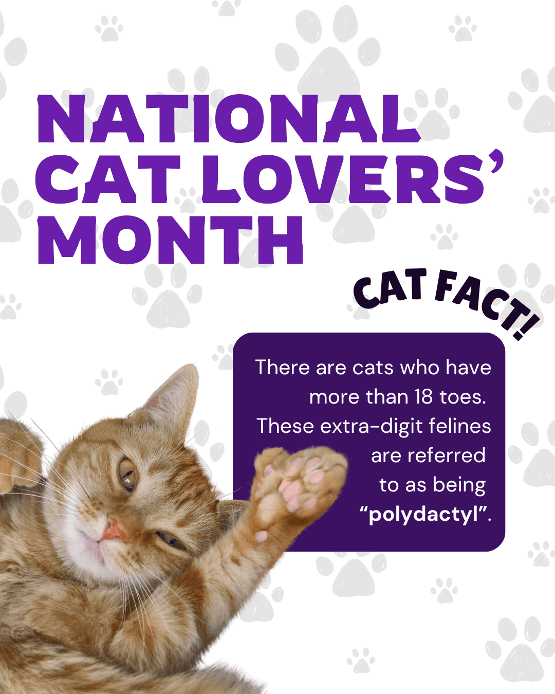 National Cat Lovers’ Month