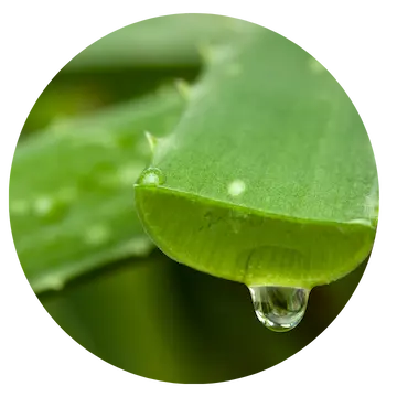 Zielony liść z kroplą wody – naturalne składniki pielęgnacyjne