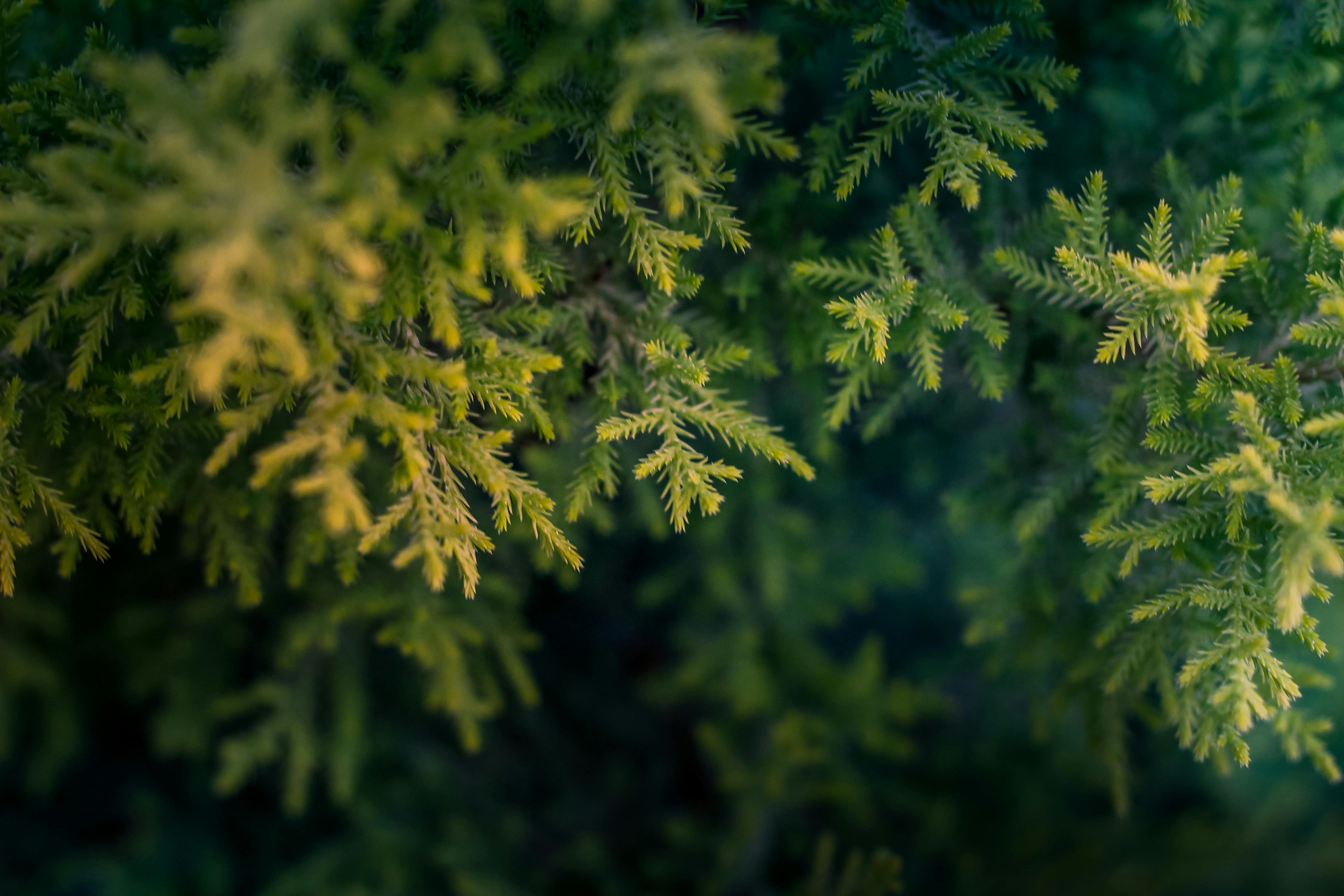 Christmas Green tree leaves 