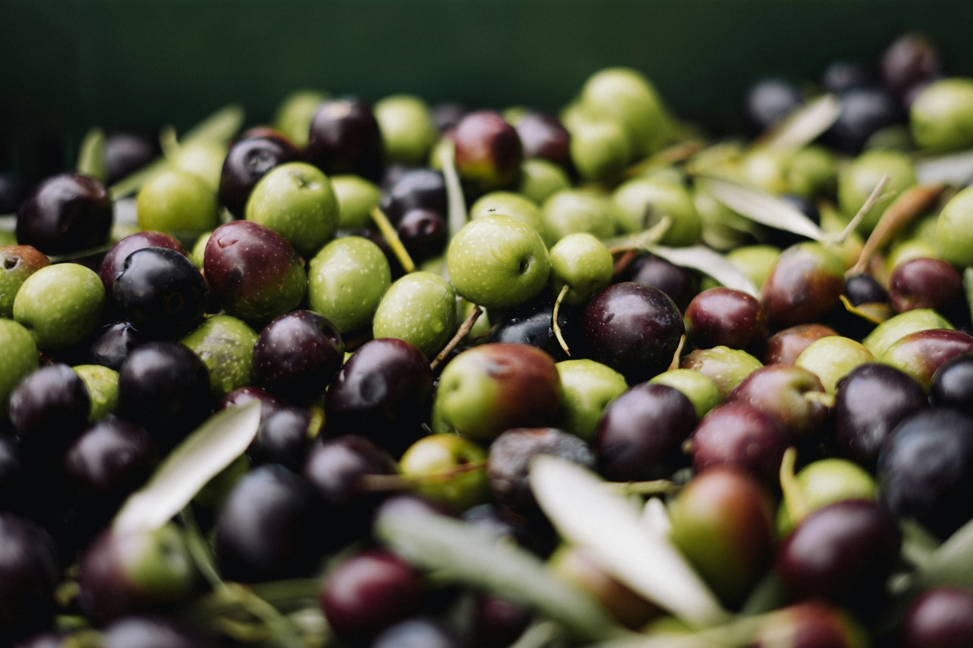Freshly picked olives, green and black