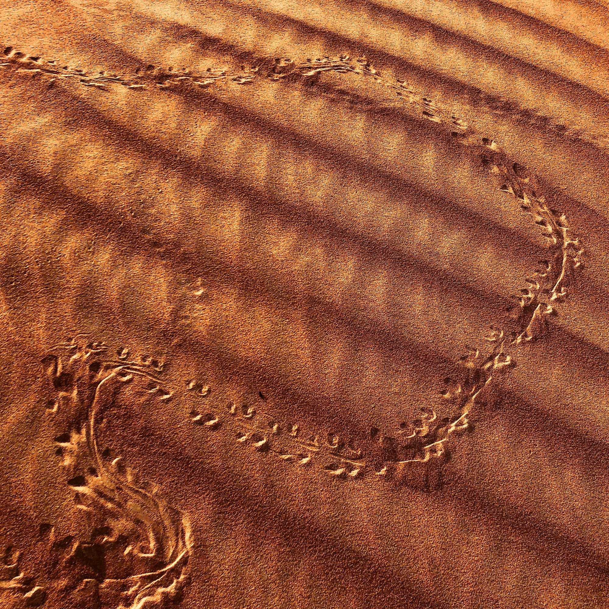 Tracks before sunrise