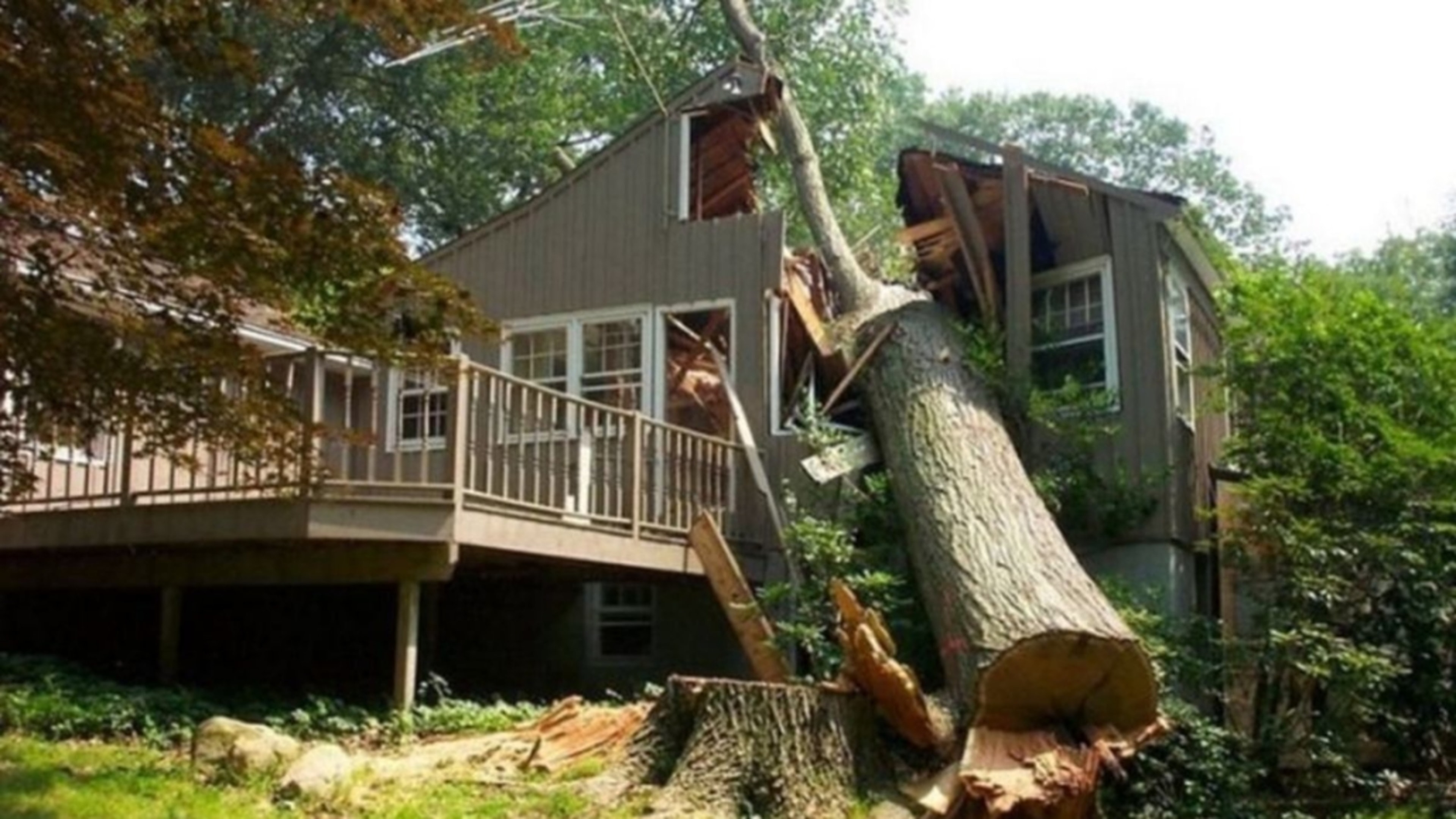 Emergency Tree Removal Services