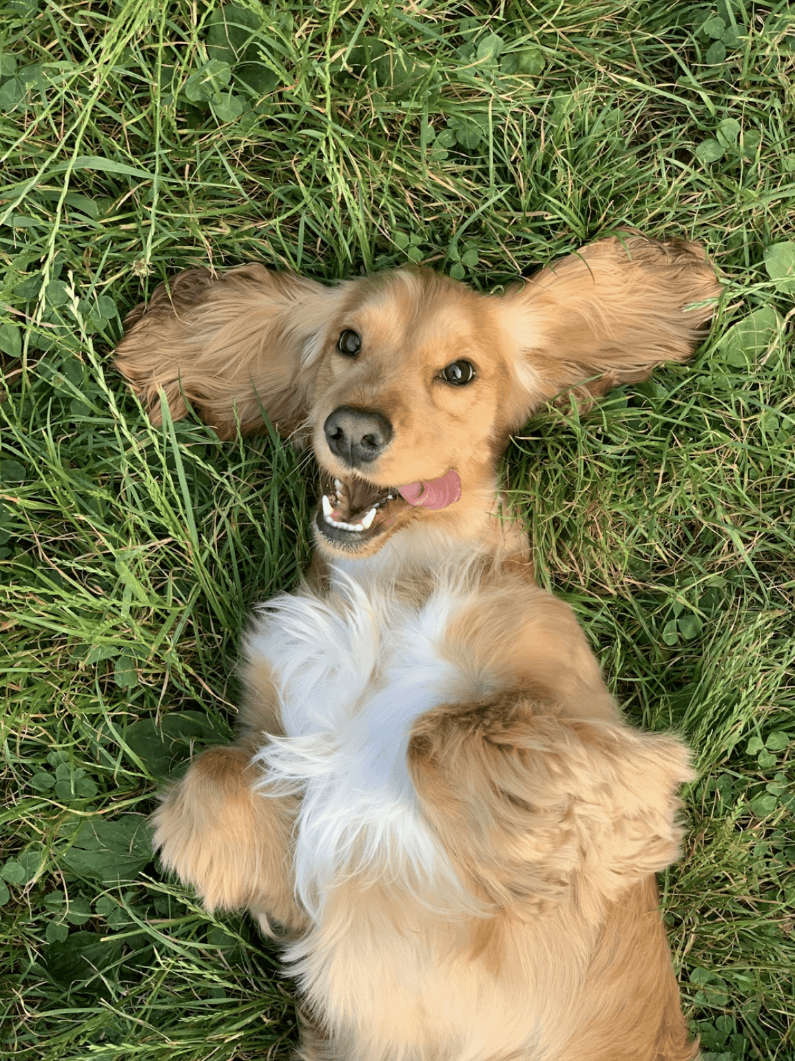 conscious choice to train with love not intimidation through snout values