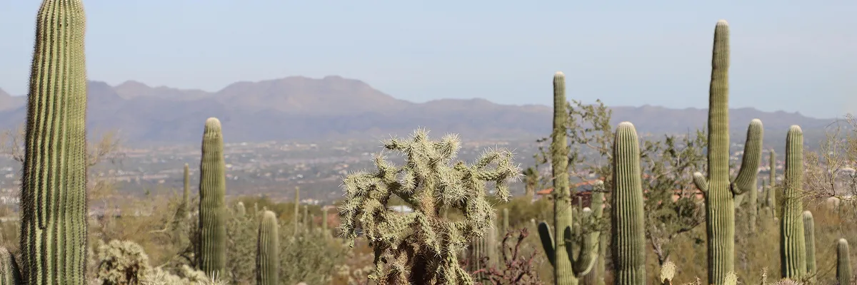 Arizona dessert in the middle of the day