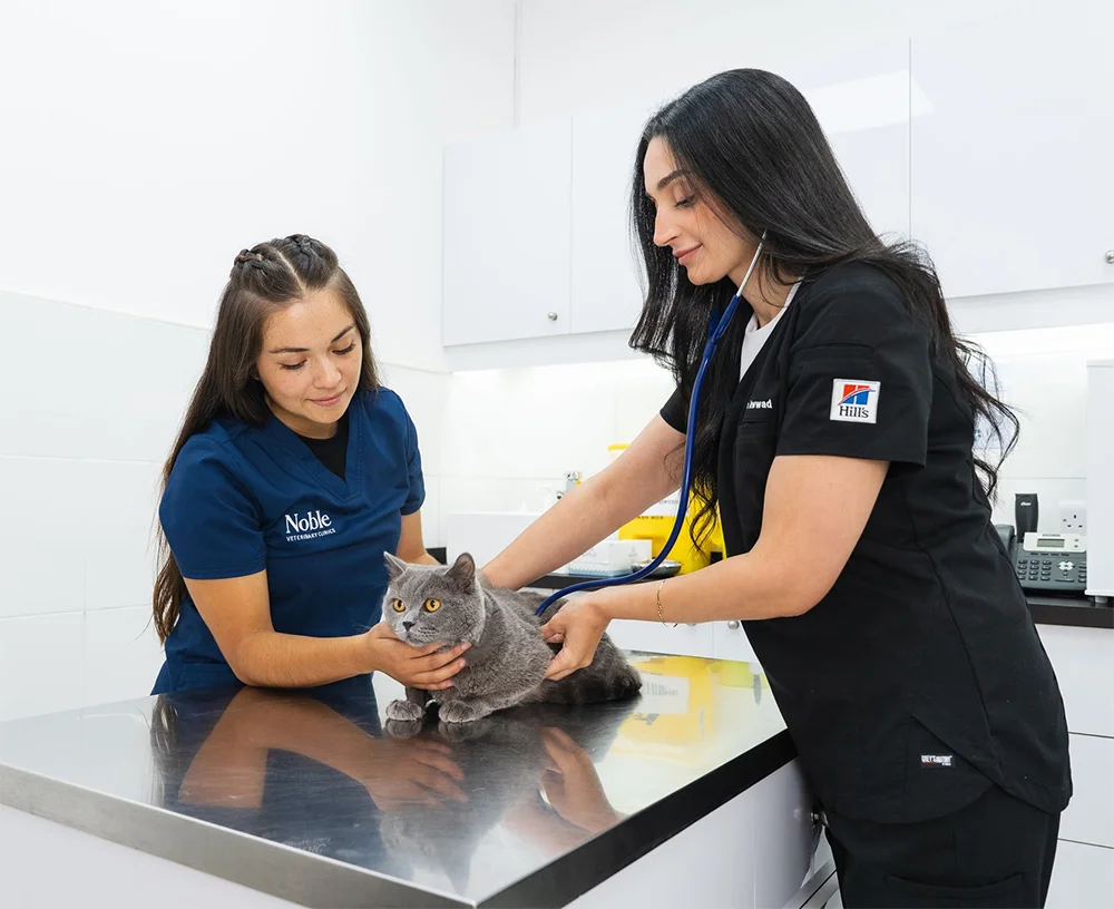 A Noble Veterinary Clinics vet prepares a cat for its parasite prevention treatment.