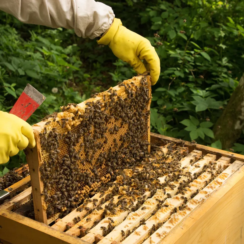 Bazsó Méhészet, ahol a legkisebb is számít