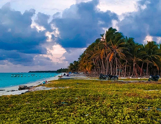 Palm-fringed Lakshadweep beach