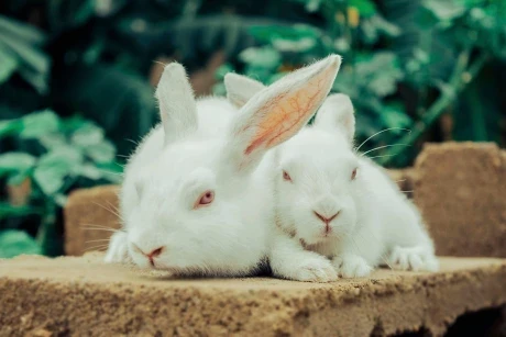 2 white rabbits