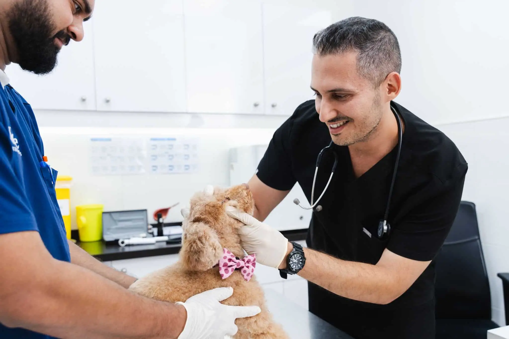 Two veterinarians are holding the dog and its face for the examination.
