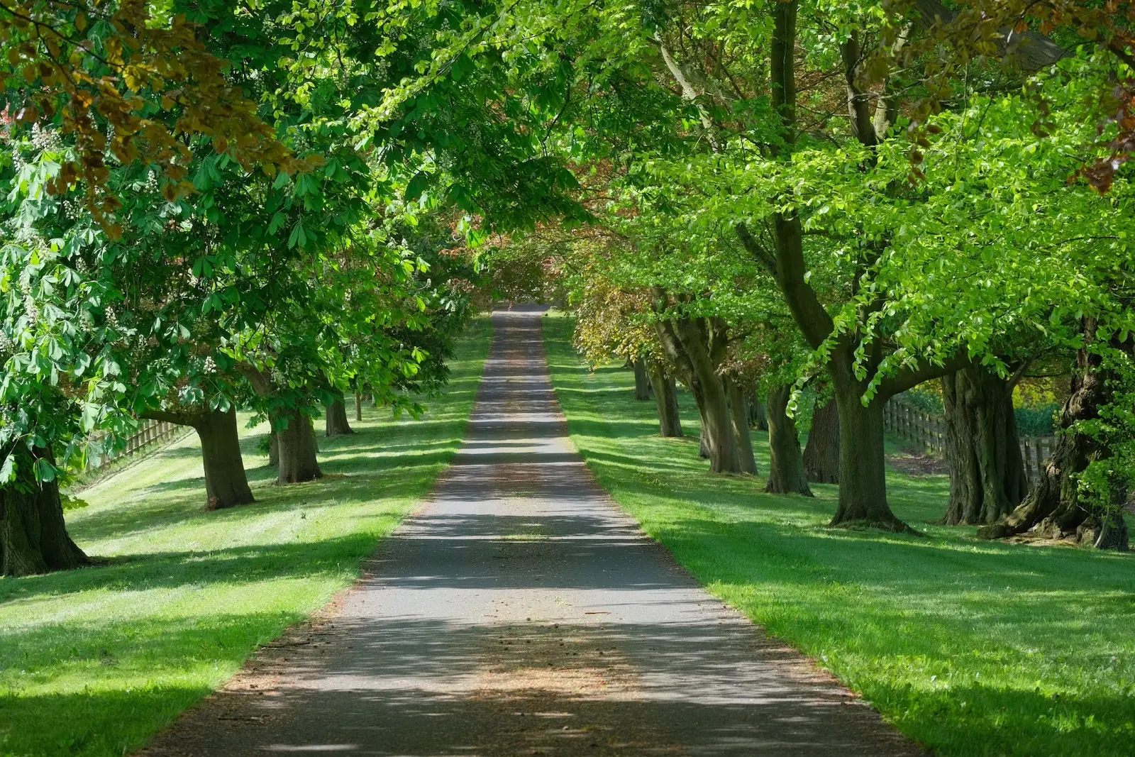 Tree lined avenue with long perspective representing structured wealth planning and generational continuity in the United Kingdom