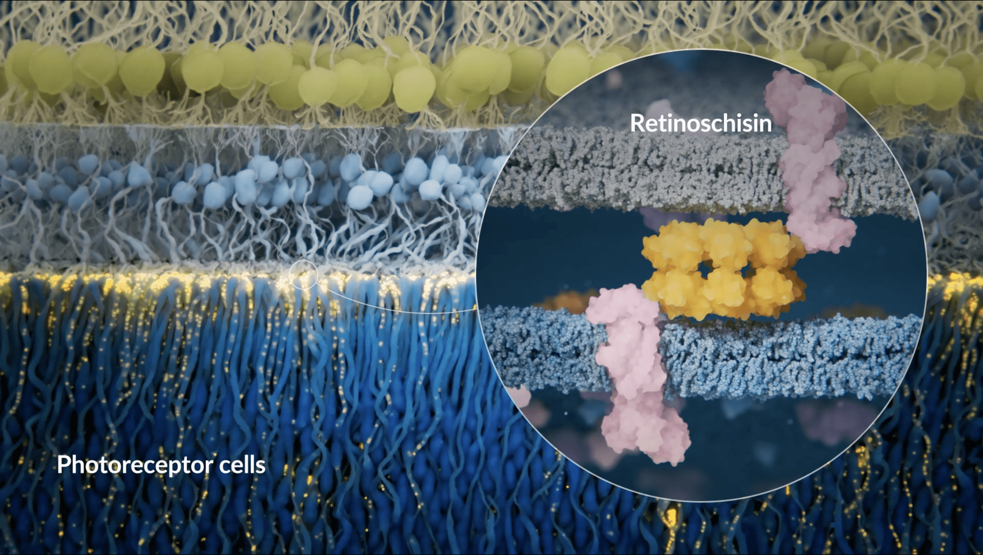 Healthy retinal environment highlighting cell adhesion 