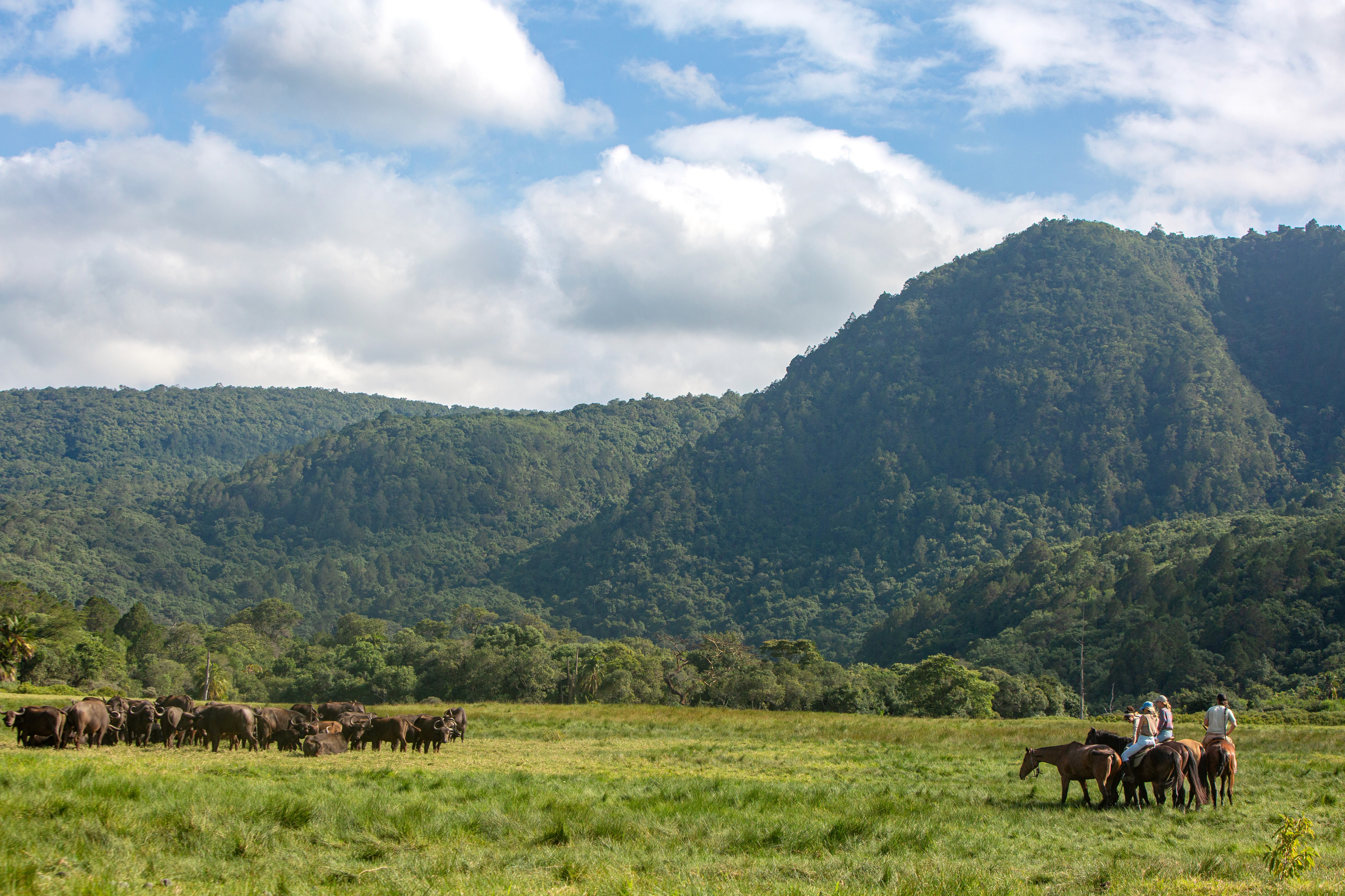 Kilimanjaro Elephant Ride, Arusha National Park, Tanzania – elefant i högt gräs tittar mot kameran, medan fem ryttare till häst på ridsafari i bakgrunden betraktar elefanten i ett grönt och frodigt landskap.