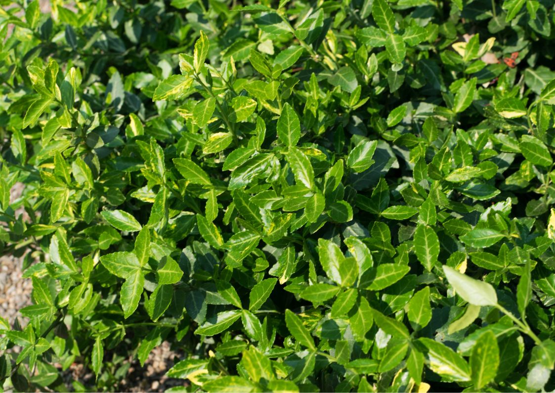 Euonymus varieties for hedges and gardens