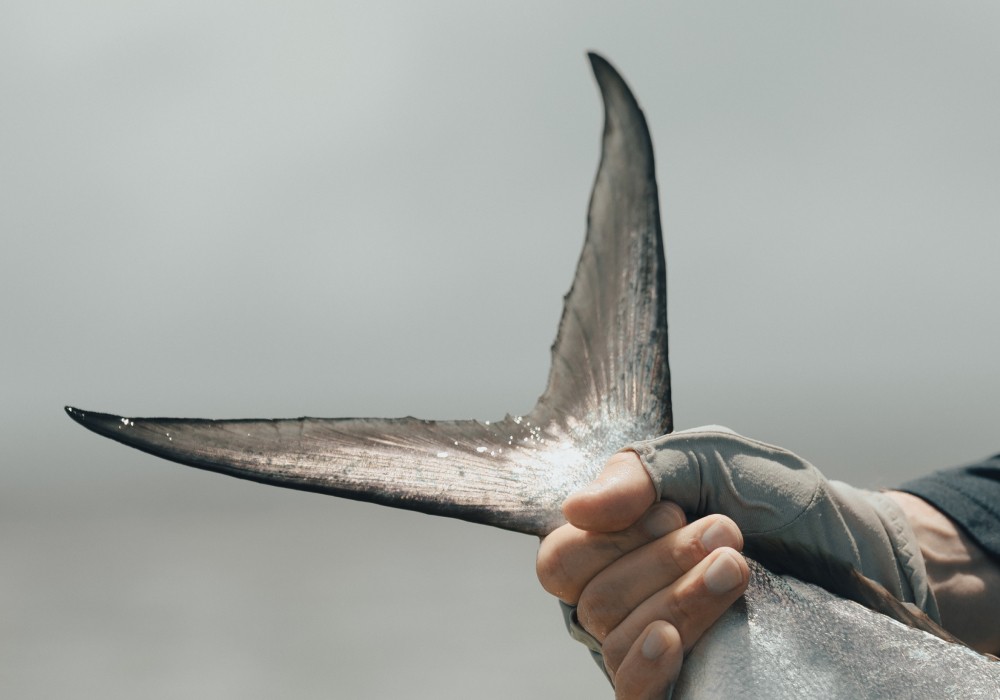 Closeup of a hand holding the tail fin of a Permit