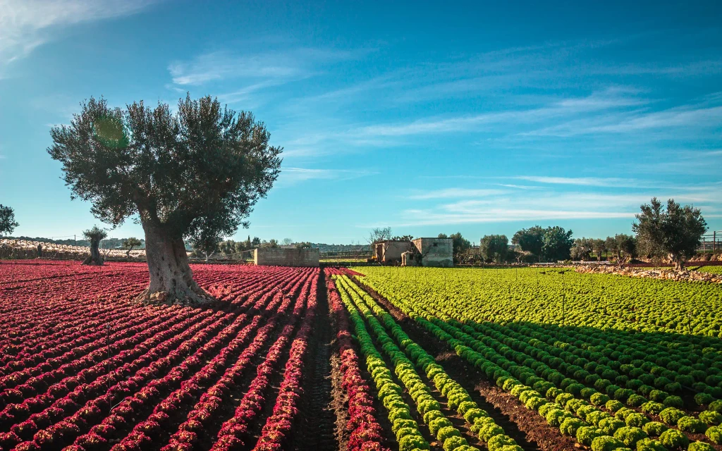Nydelig natur i Avetrana-området i Puglia | Expa Travel