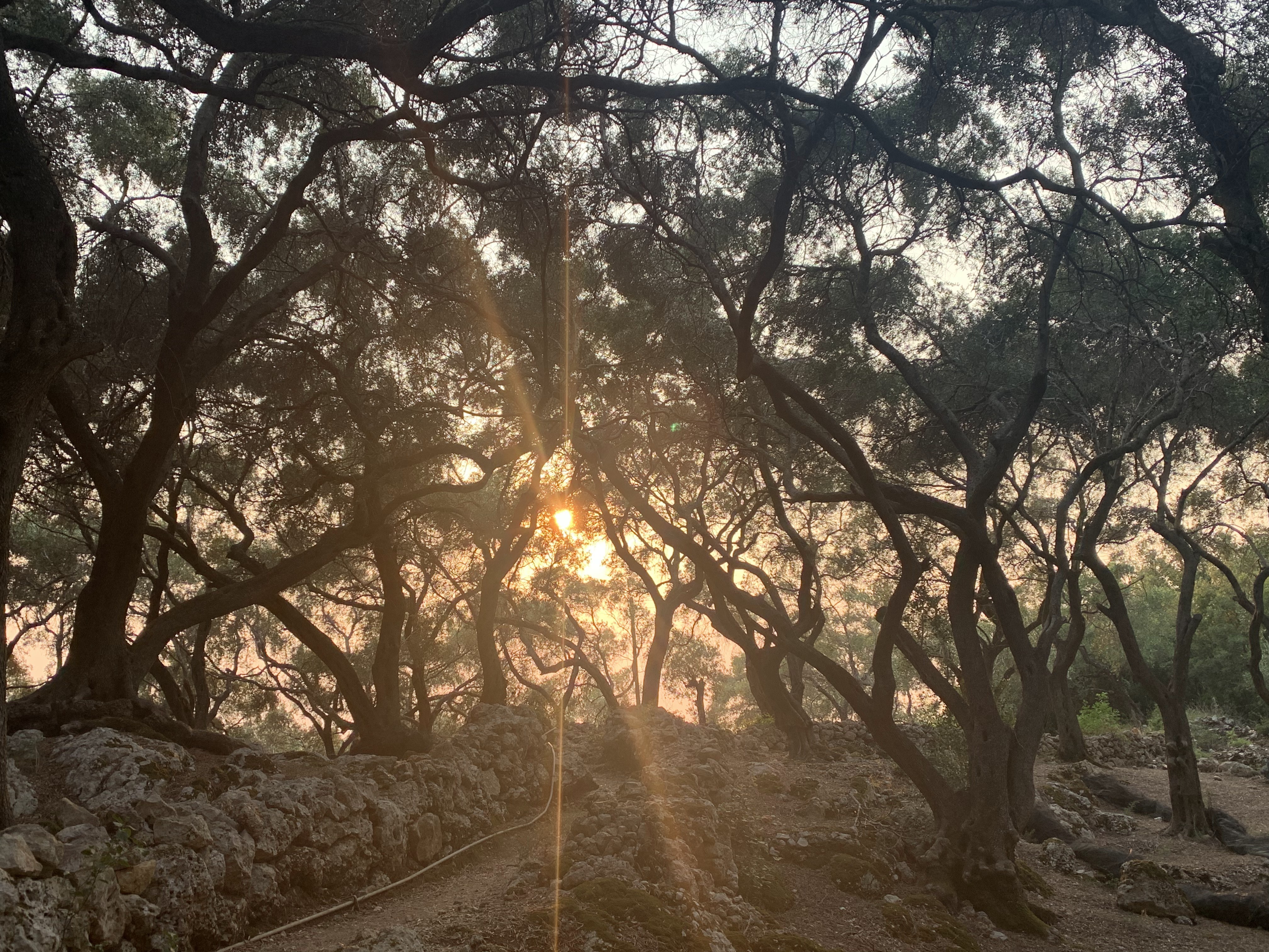 Olive Groove Walks