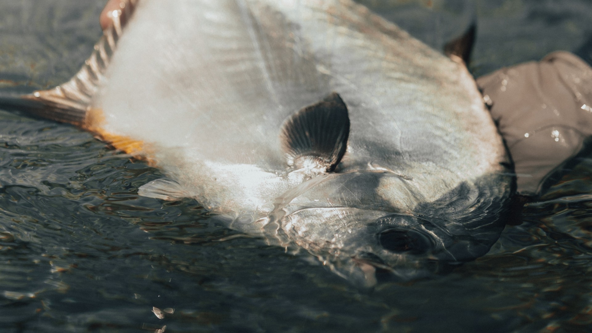 Semi submerged permit on the flats