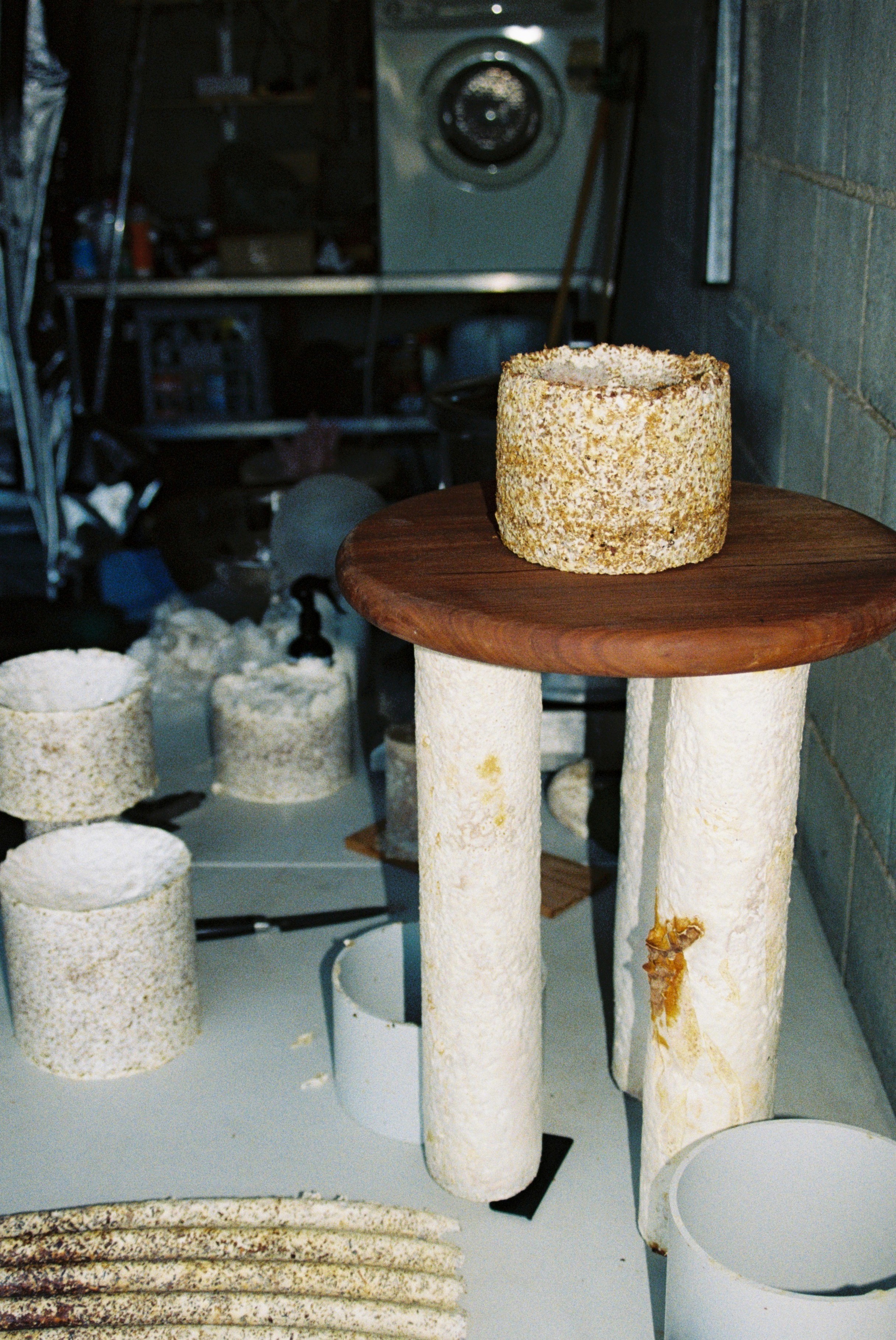 test mycelium growth