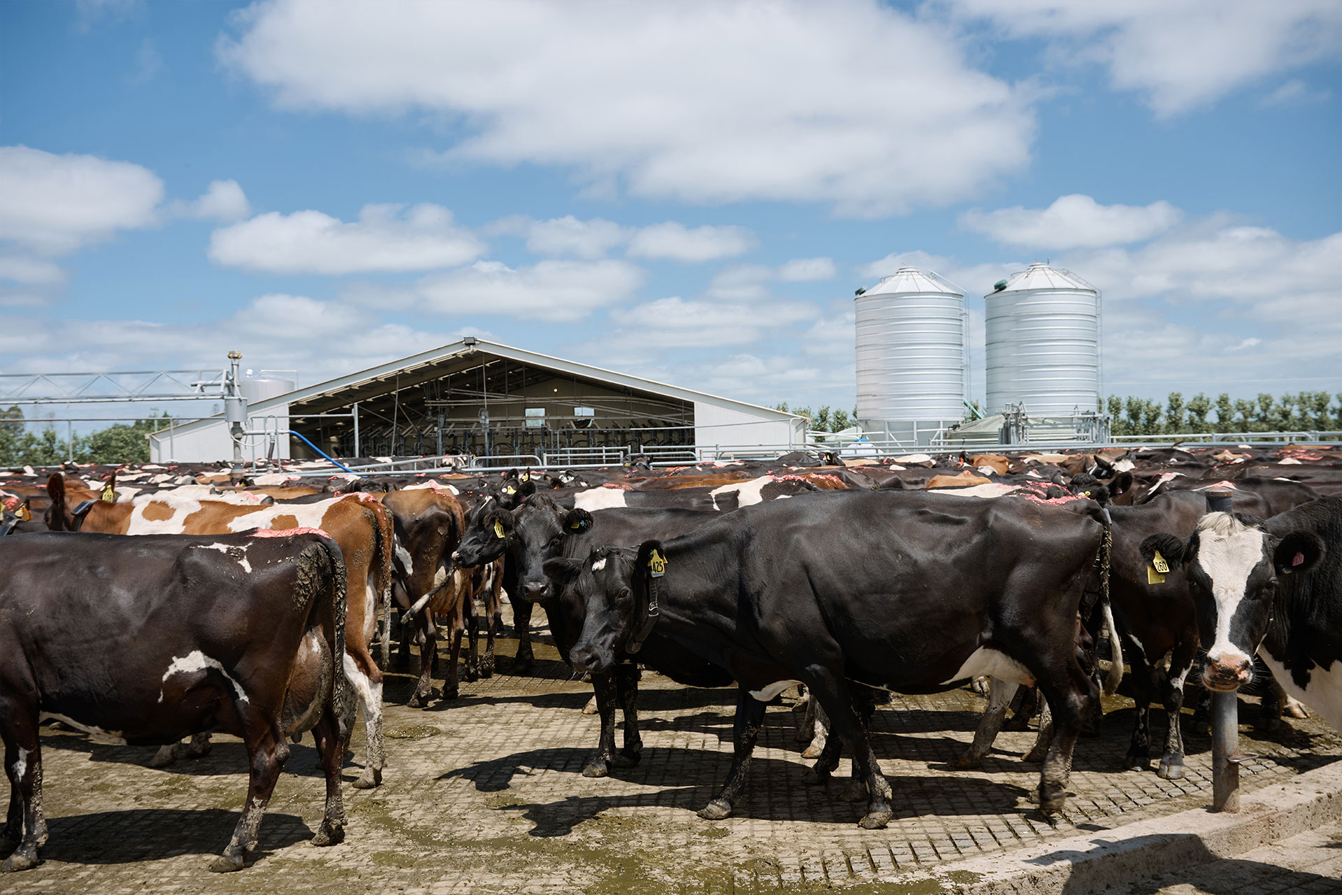 Alpine Pastures Group