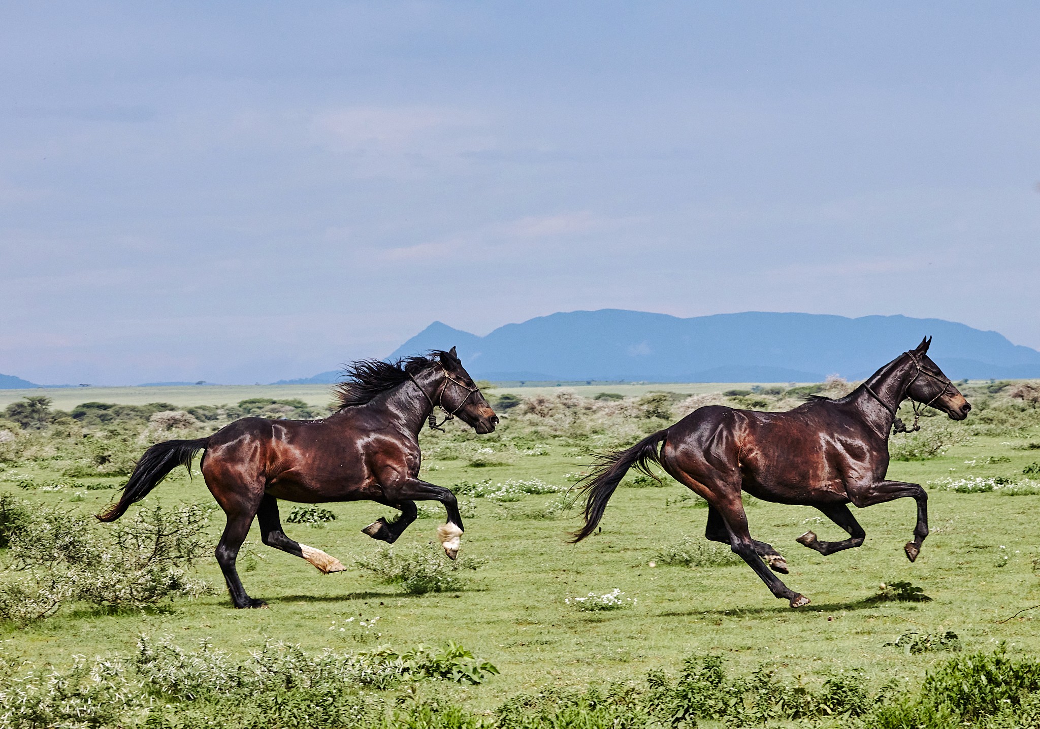 Grupp av ryttare på ridresa i Afrika galopperar över Serengetis vidsträckta slätter medan damm och gnuhjordar rör sig över horisonten under the great migration.