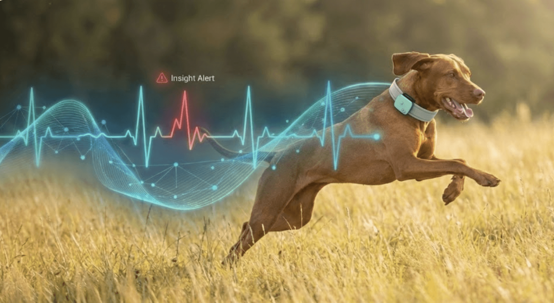 Behaviour analysis of active dogs. Recommended daily activity for dog