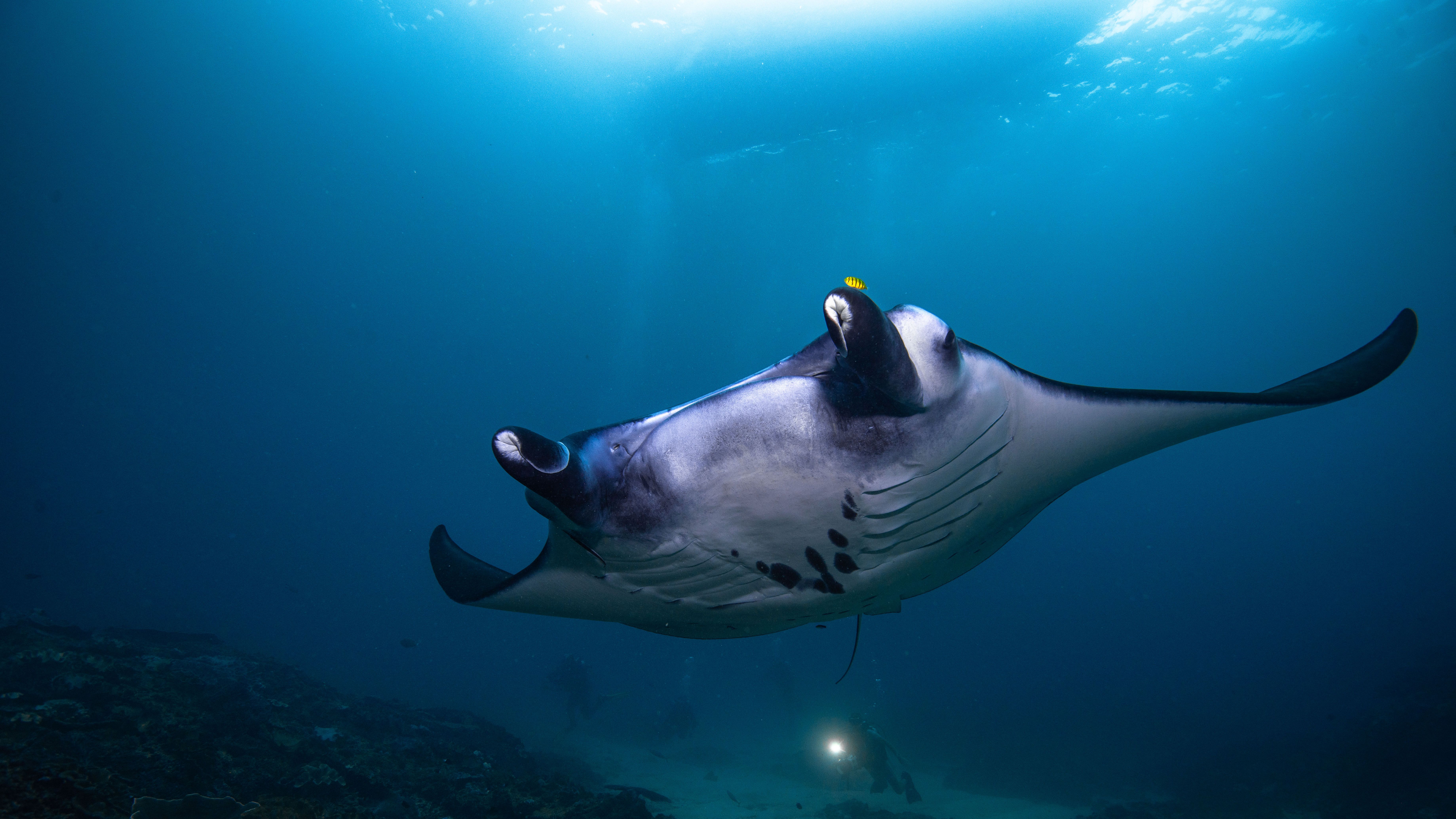 pure dive resort nusa penida bali dive center scuba diving center indonesia shop location