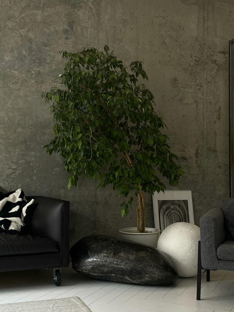 wall plant decor