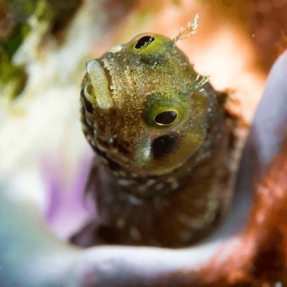 Advanced Open Water Diver Course Fish Picture