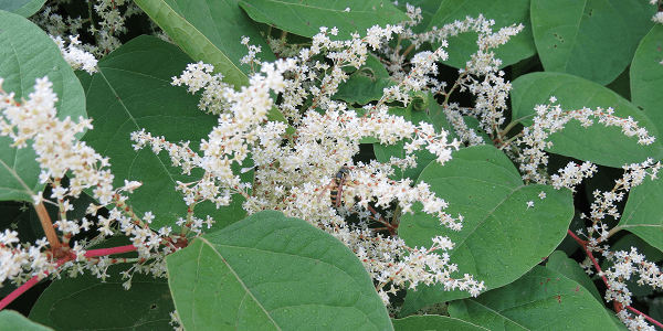 Renouée du Japon (Reynoutria japonica)