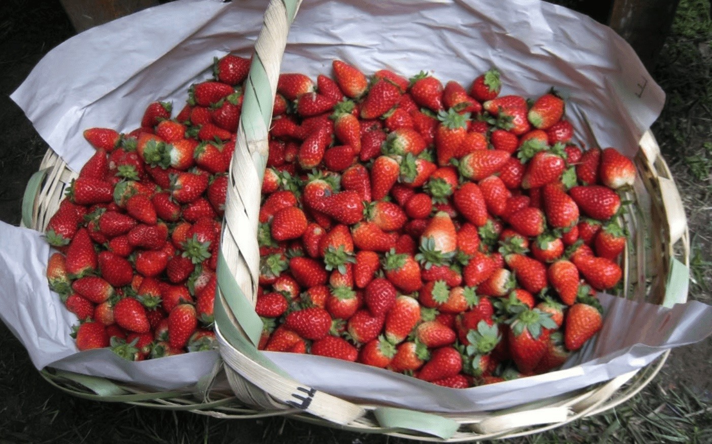 Fraises du Paraguay – saveurs locales et authenticité de la vie au Paraguay