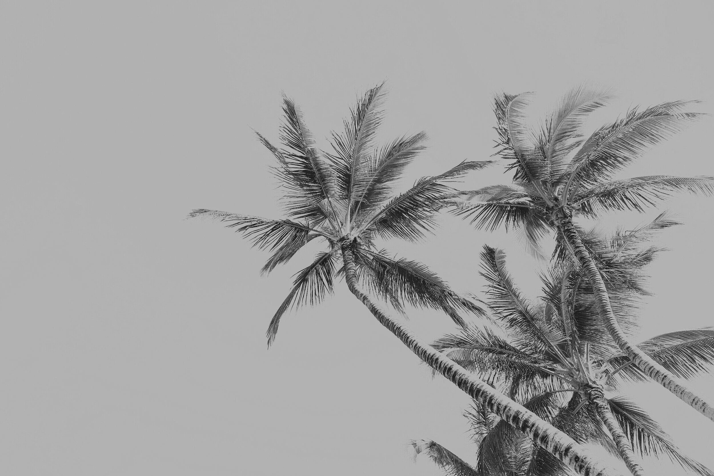 Palm trees swaying in the wind against a grey sky