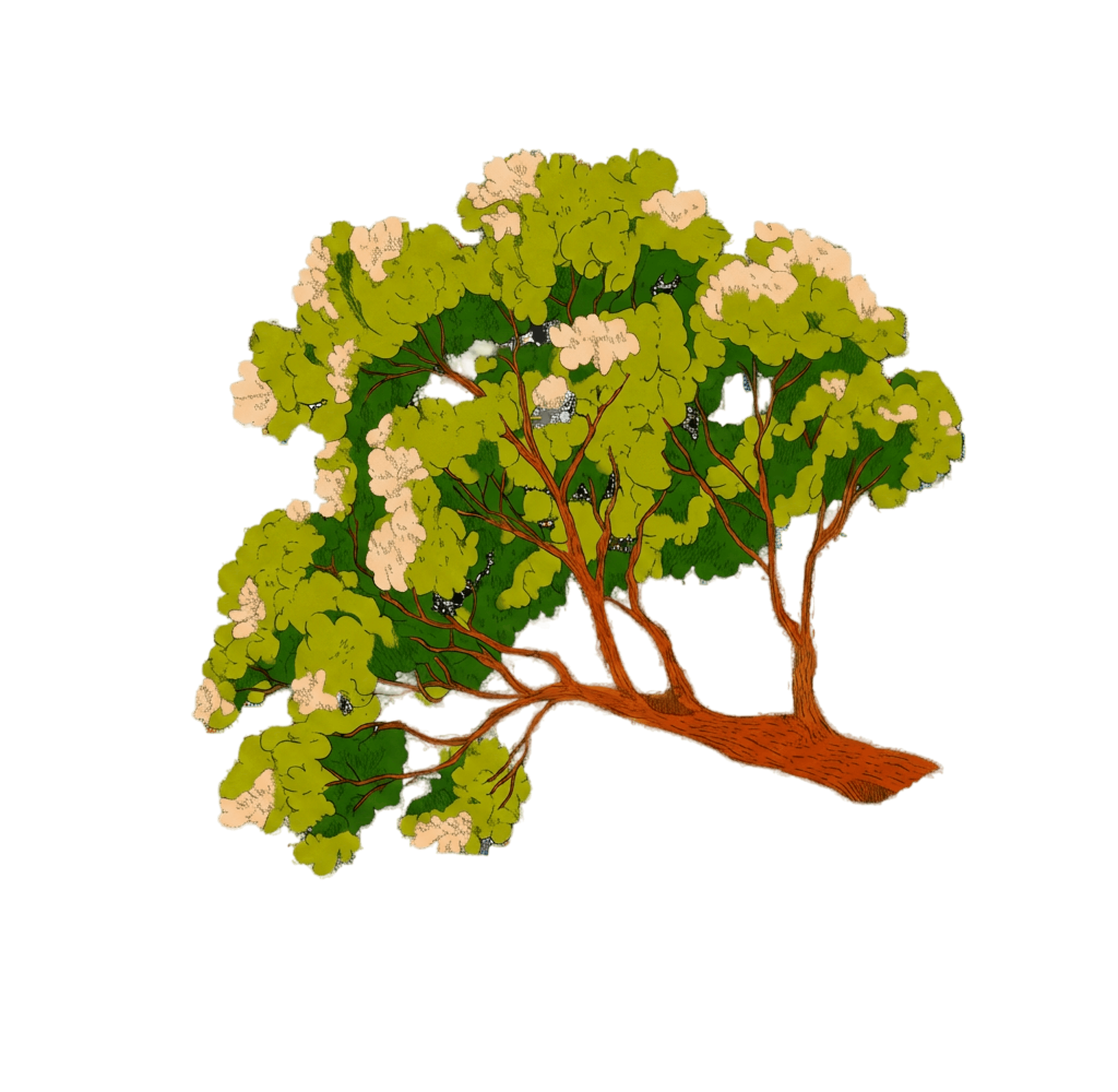 A tree with green leaves and light pink flowers.