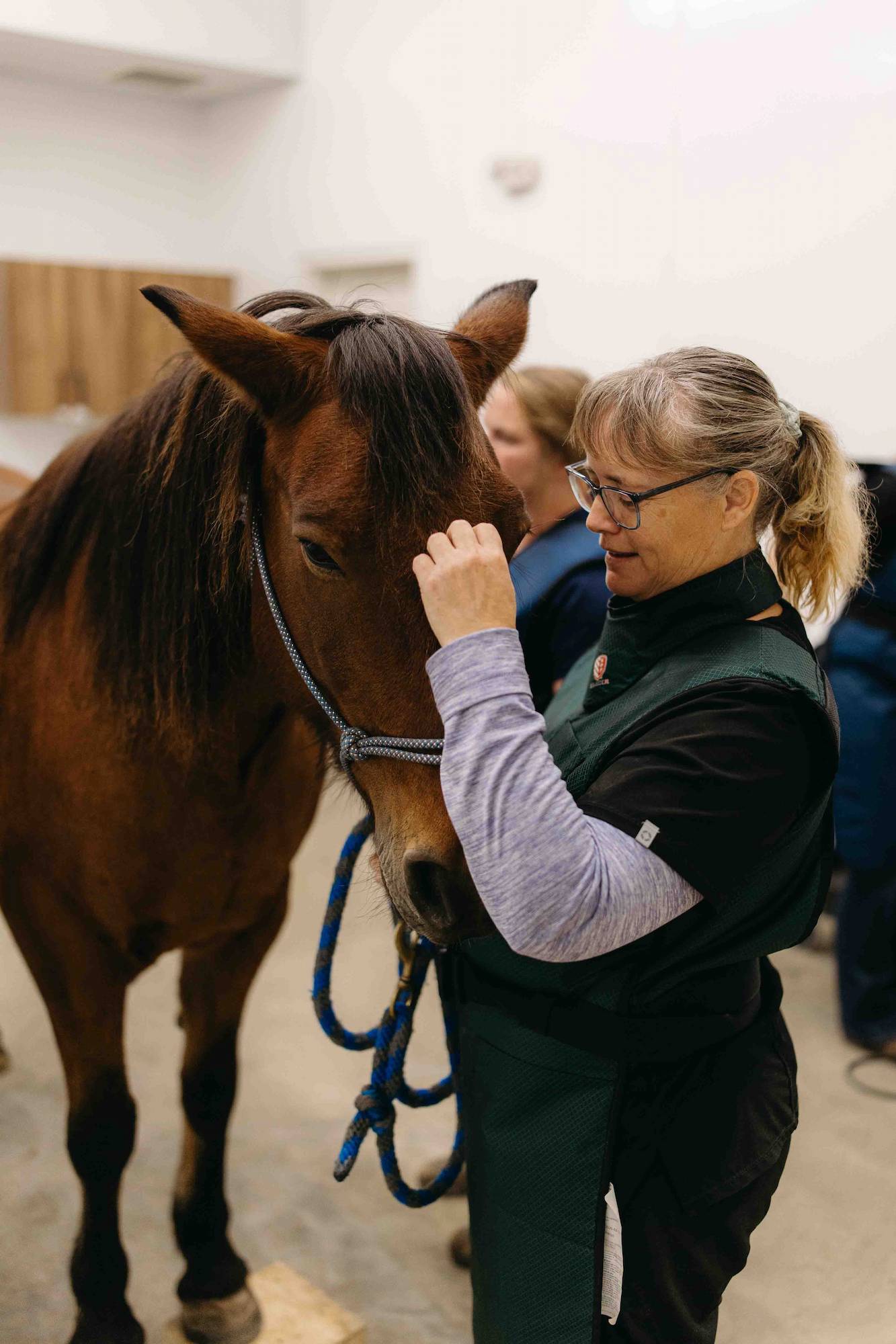 A veterinarian at Rhythm Equine with a patient