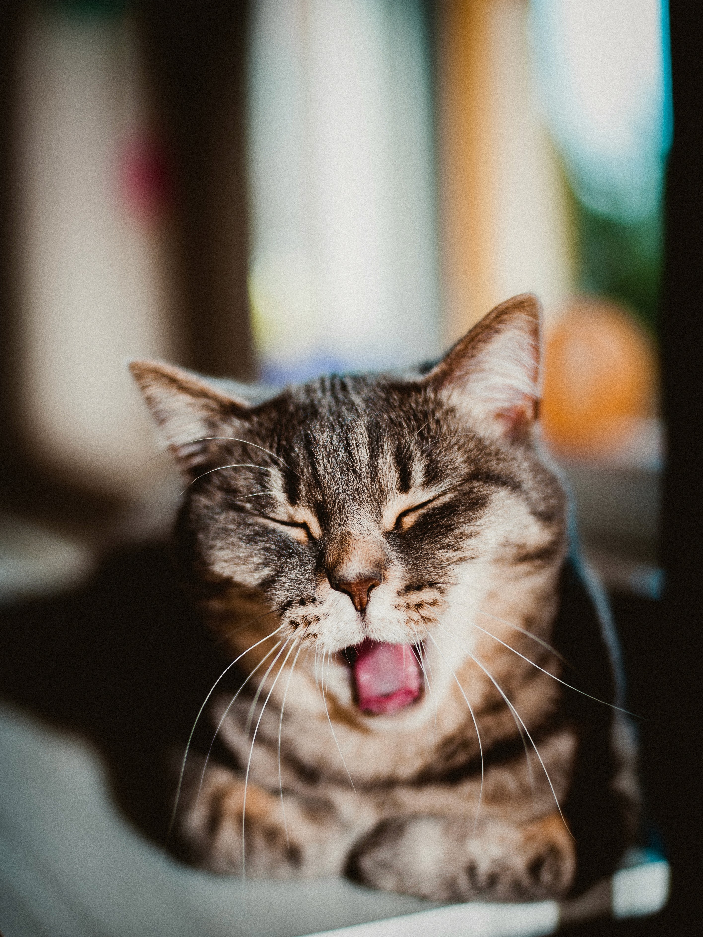 Katze auf dem Fensterbrett