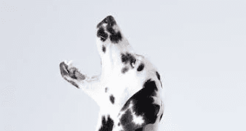 Dalmation barking