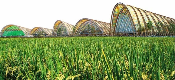 Food & Agriculture