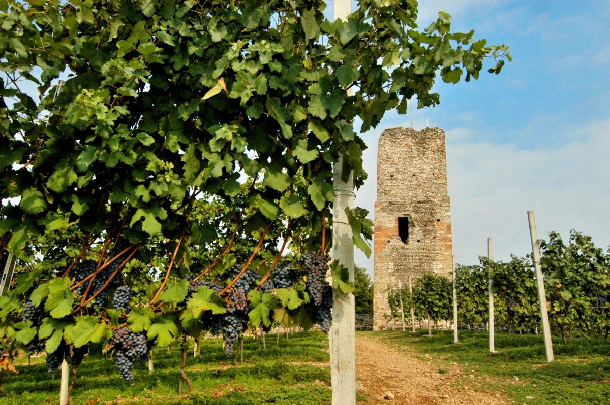 Vigneti di Gattinara, la Torre di Gattinara