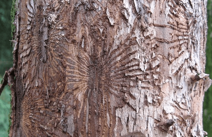 graphiose de l'orme maladie arbre