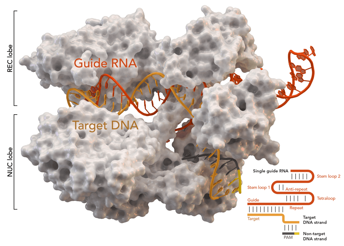 a white molecule with red and orange DNA