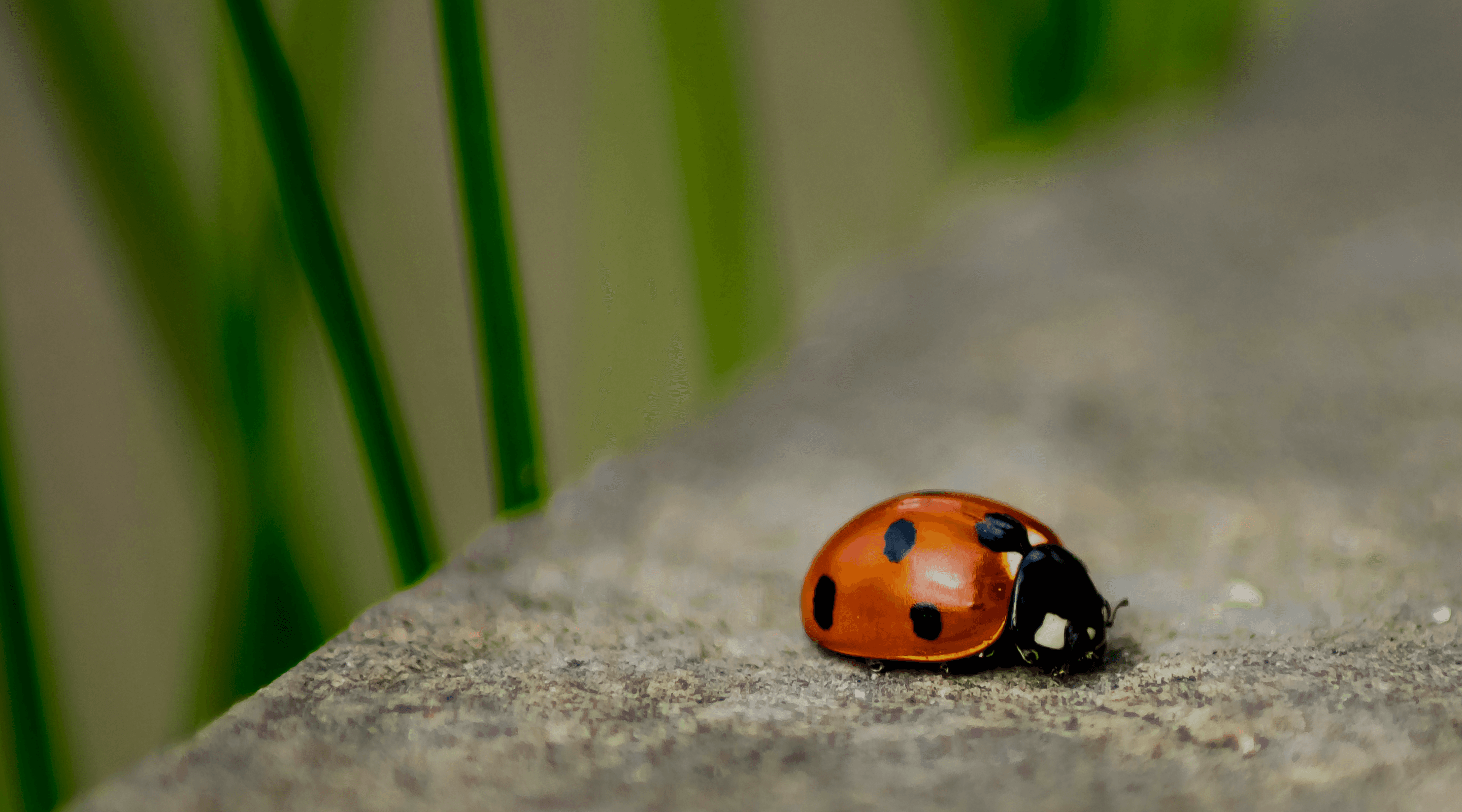 A close-up of a ladybug resting on sandy ground, with green grass blurred in the background.