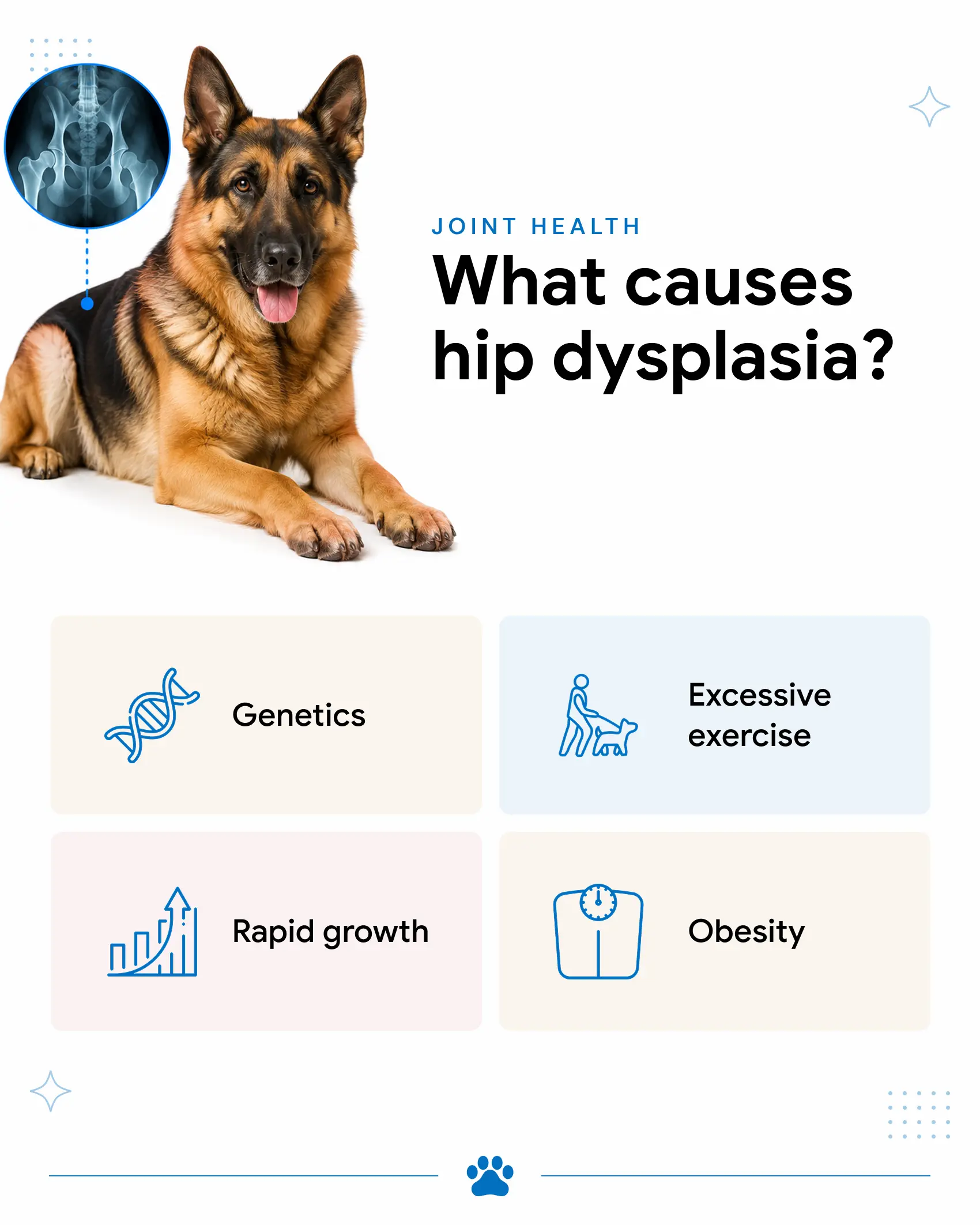 An infographic explaining the causes of hip dysplasia in dogs.