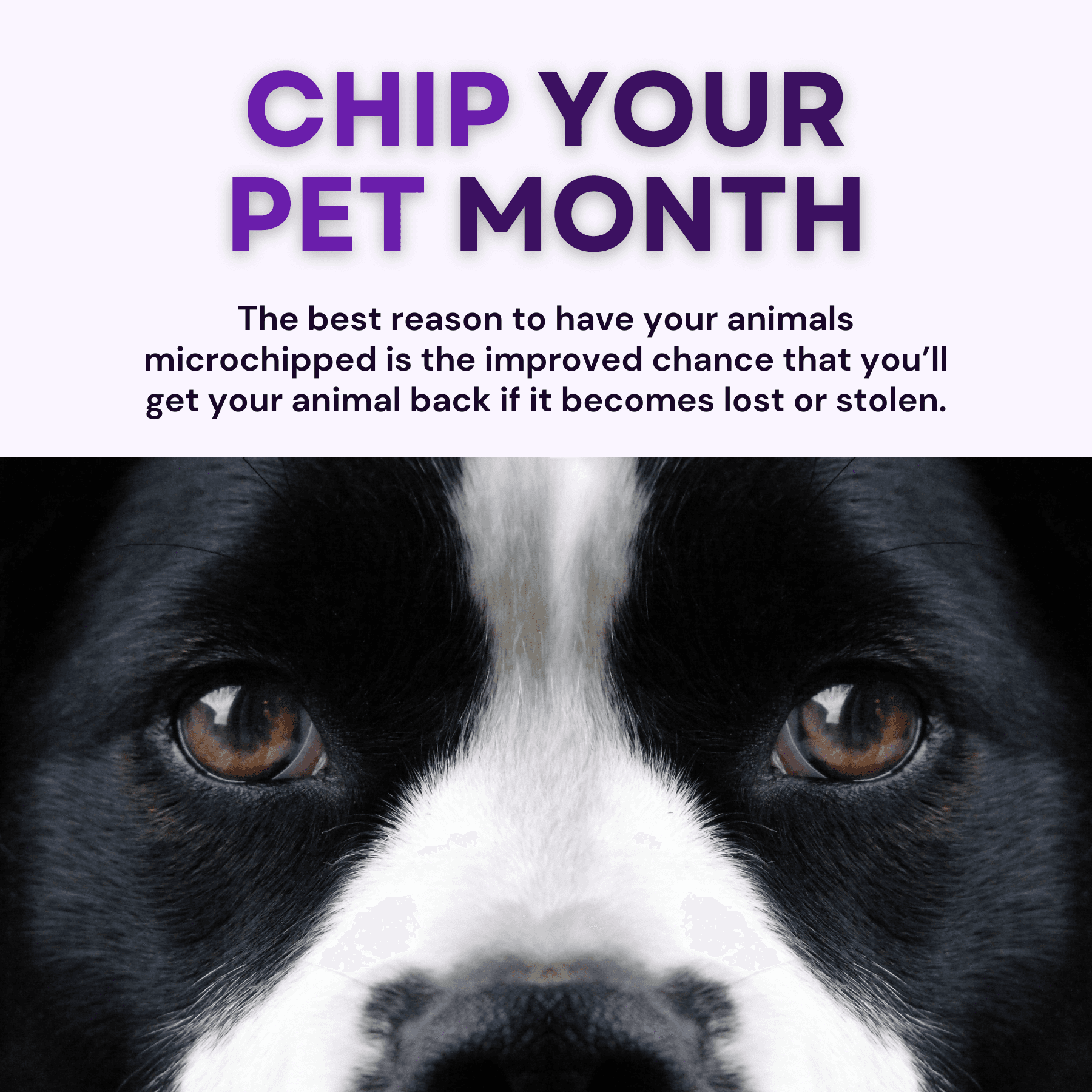 Chip Your Pet Month
