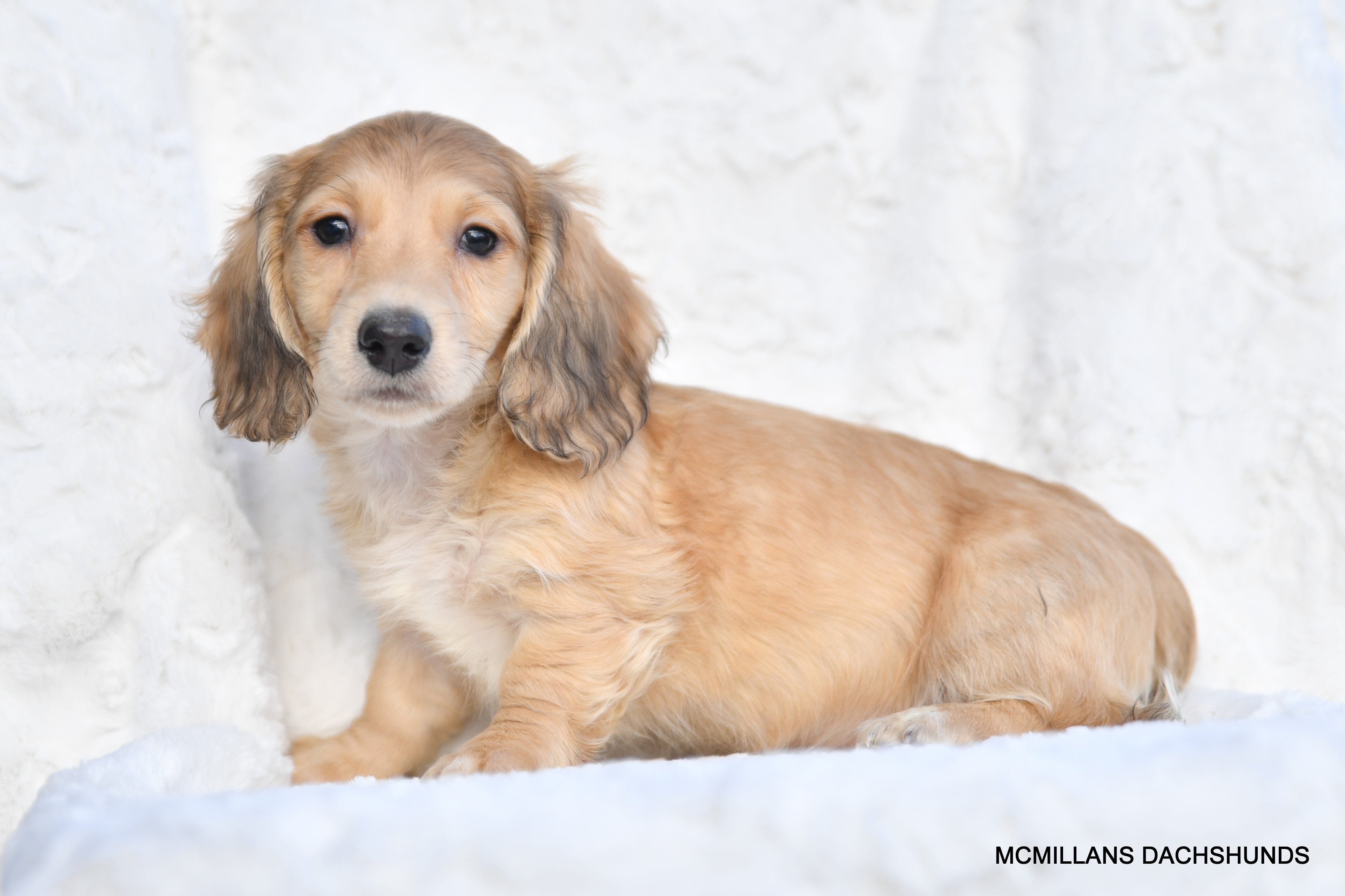 Longhair Cream male